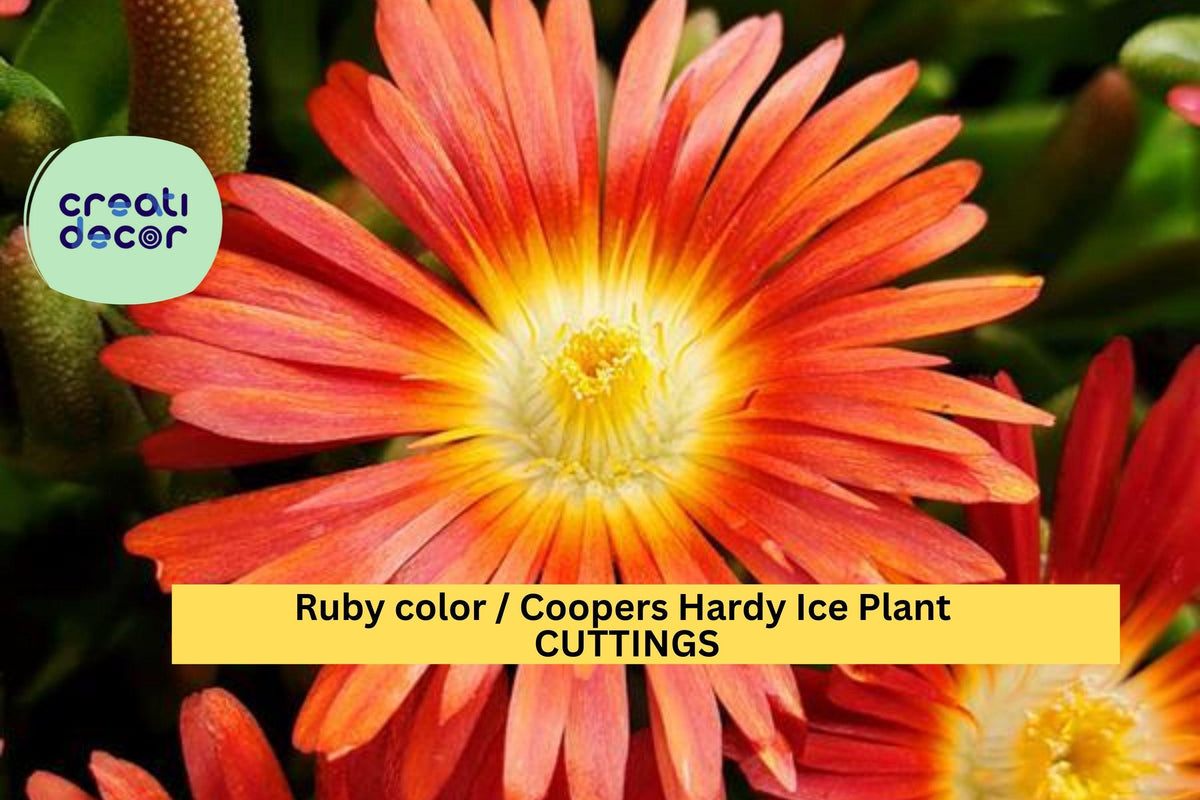 Ruby Ice Plant Cuttings | Delosperma cooperi Ground Cover | Drought-Tolerant Succulent | Fast-Growing Perennial