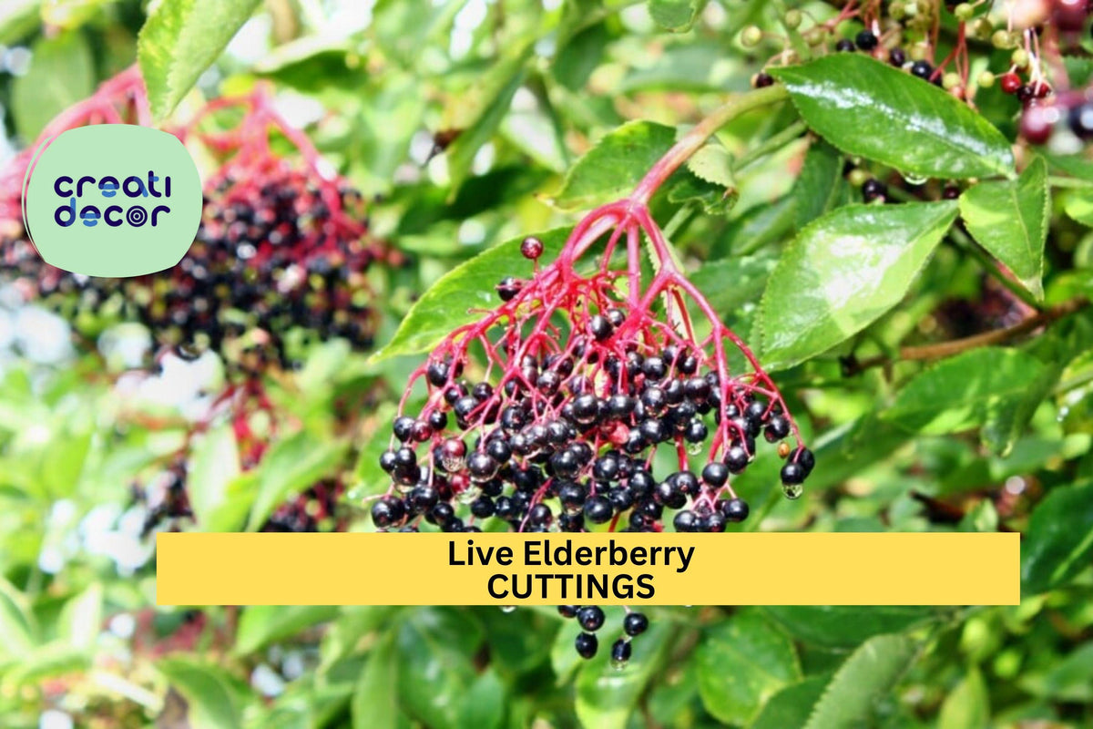 Elderberry Cuttings 2-Pack | Unrooted Sambucus spp. Fruit Shrub for Garden, Hedgerow, Edible Landscaping