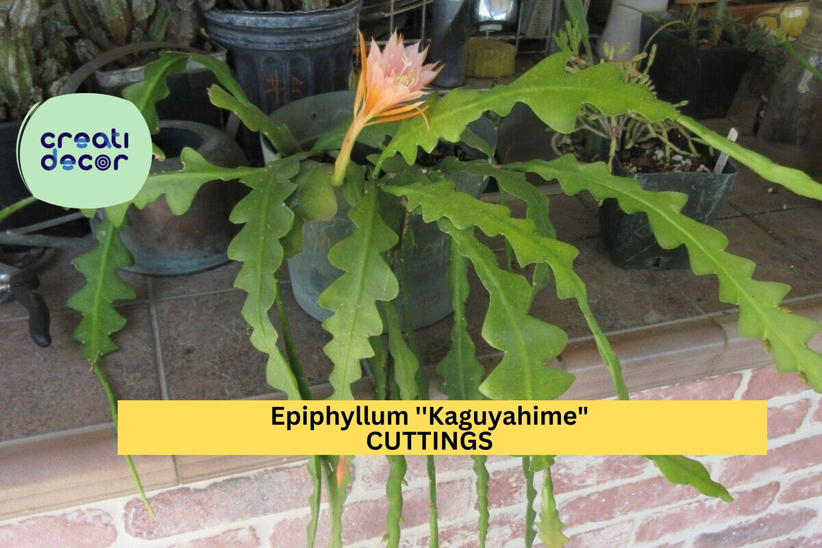 Epiphyllum 'Kaguyahime' Cutting | Rare Orchid Cactus Hybrid | Small-Flower Trailing Epiphyllum | Exotic Indoor Plant
