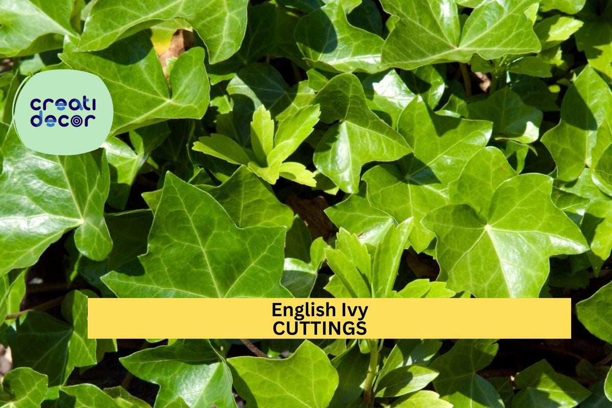 15 English Ivy Cuttings | Hedera helix Evergreen Vine for Ground Cover & Climbing | Cold Hardy, South Carolina Grown