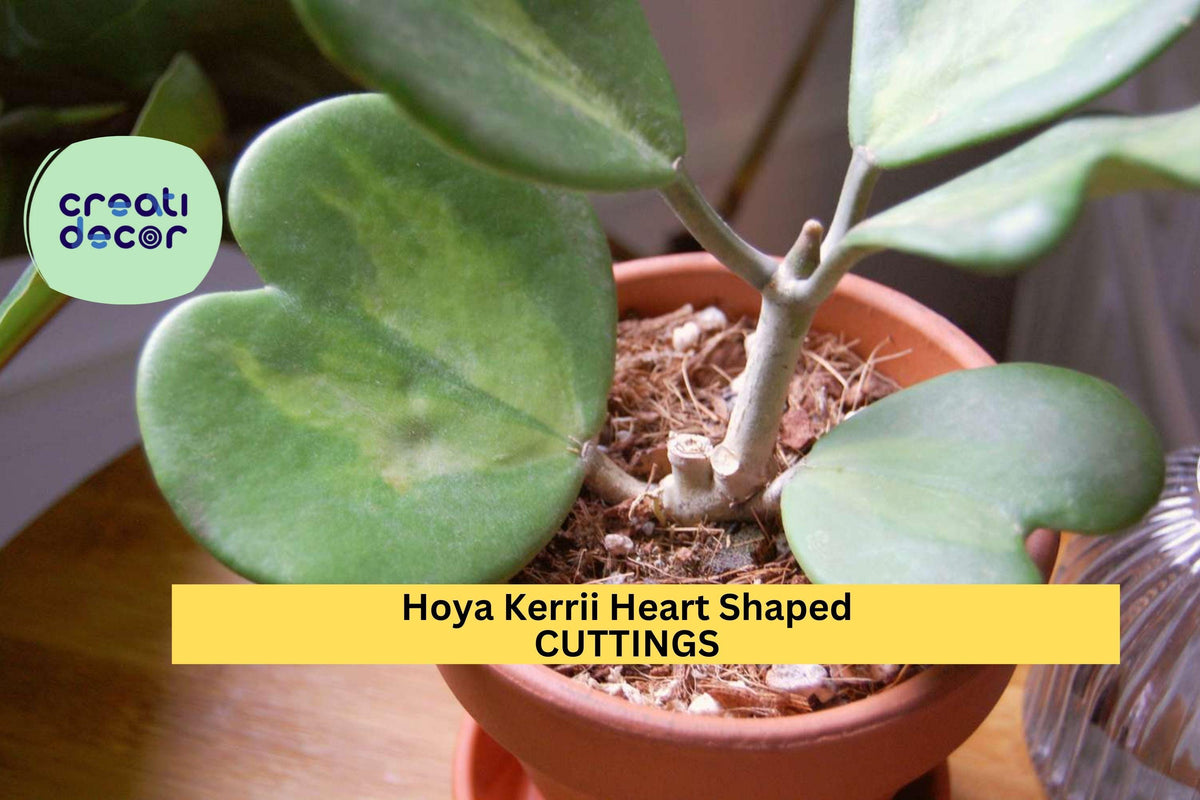 Hoya Kerrii Cutting | Heart-Shaped Succulent Leaves | Valentine Plant Starter | Hoya kerrii Indoor Houseplant