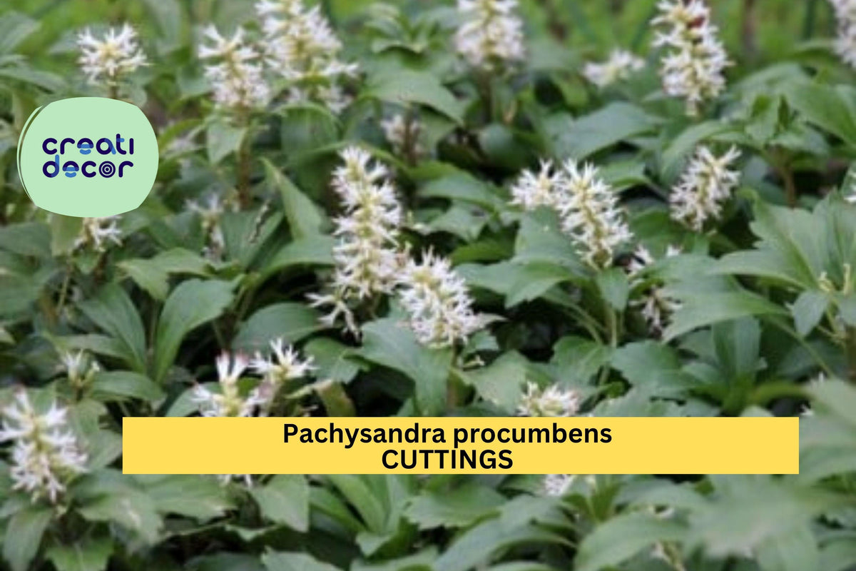 10 Rooted Pachysandra procumbens Cuttings | Native Ground Cover for Shade Gardens | Allegheny Spurge | Winter Hardy Perennial