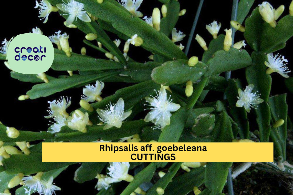 Rhipsalis aff. goebeliana Cuttings – 5 Unrooted 4-Inch Epiphyte Cactus Stems with White Flowers, Jungle Cactus for Hanging Baskets & Terrariums