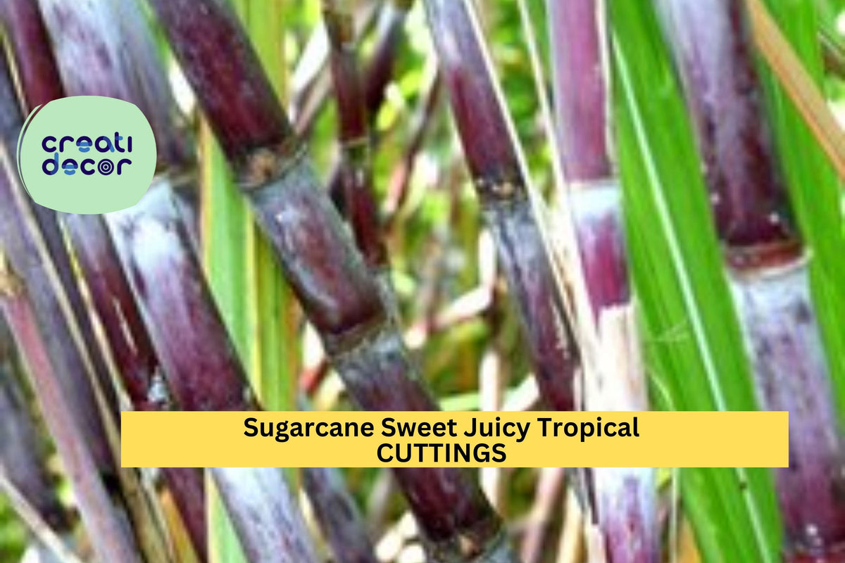 Sugarcane Cuttings | Tropical Plant Saccharum officinarum | Juicy Stalks for Garden, Edible Landscaping & Containers