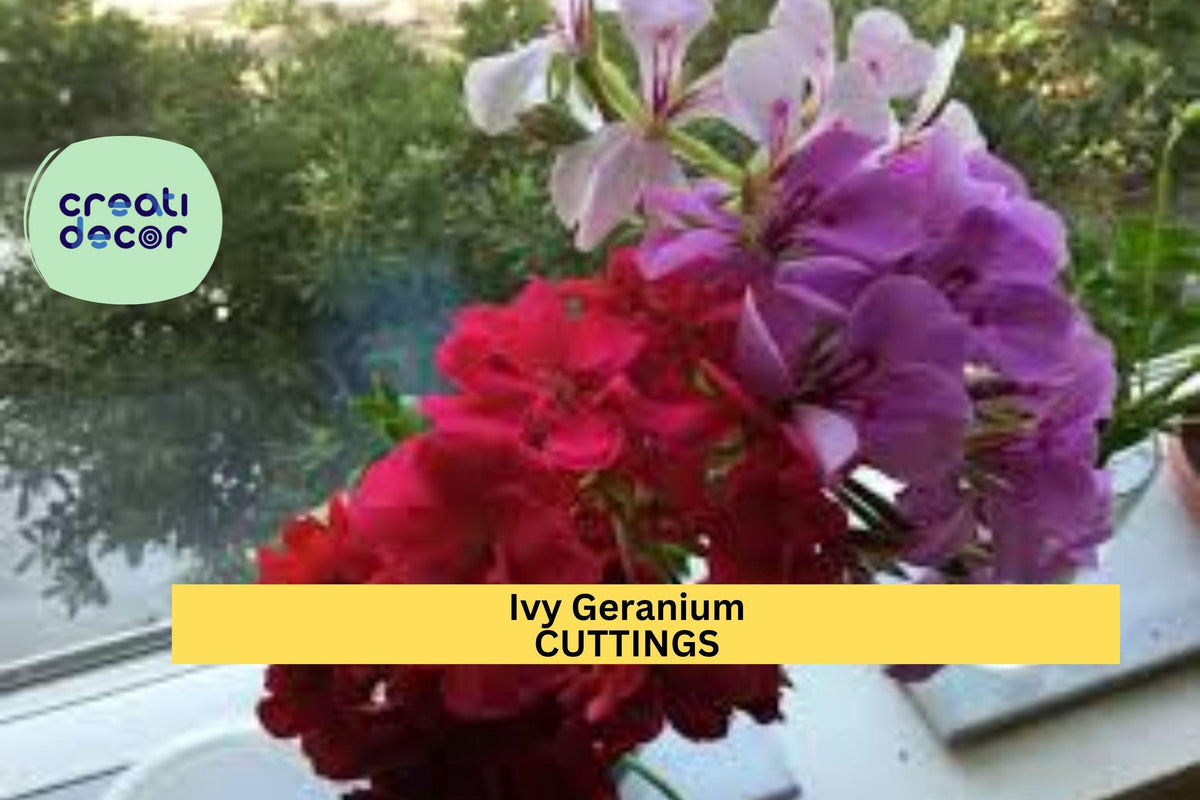 Ivy Geranium Cuttings - 9 Unrooted Stems, Mixed Colors, Trailing Flowering Plant, Pelargonium peltatum