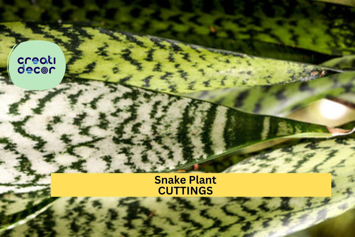 Set of 9 Sansevieria Leaf Cuttings | Snake Plant Propagation Starter Pack | Hawaii Organic Houseplant | Easy to Root Indoor Foliage