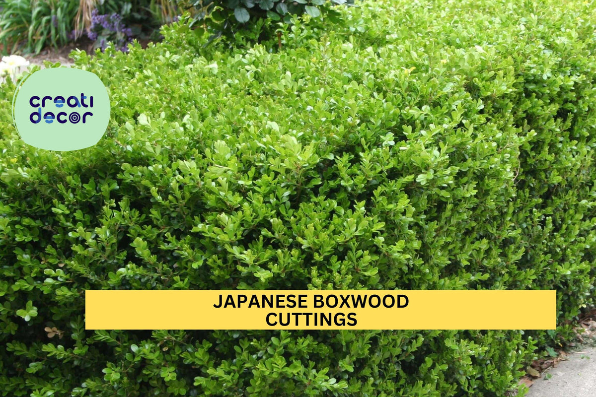 12 Japanese Boxwood Cuttings | Unrooted Buxus microphylla Shrub for Hedge, Privacy Screen & Garden Border