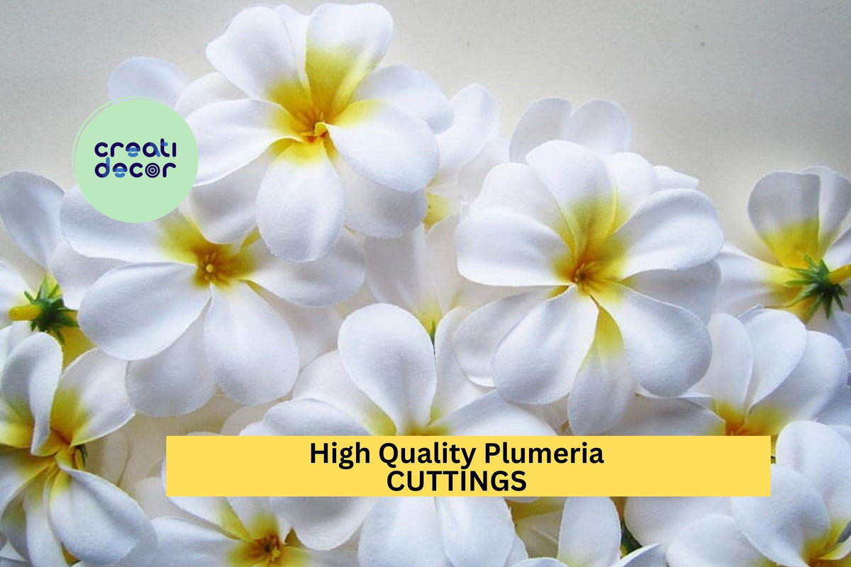High Quality Plumeria Cuttings | 8–12 Inch Unrooted Stems | Fragrant Tropical Flowers | White & Rainbow Varieties | Plumeria spp.