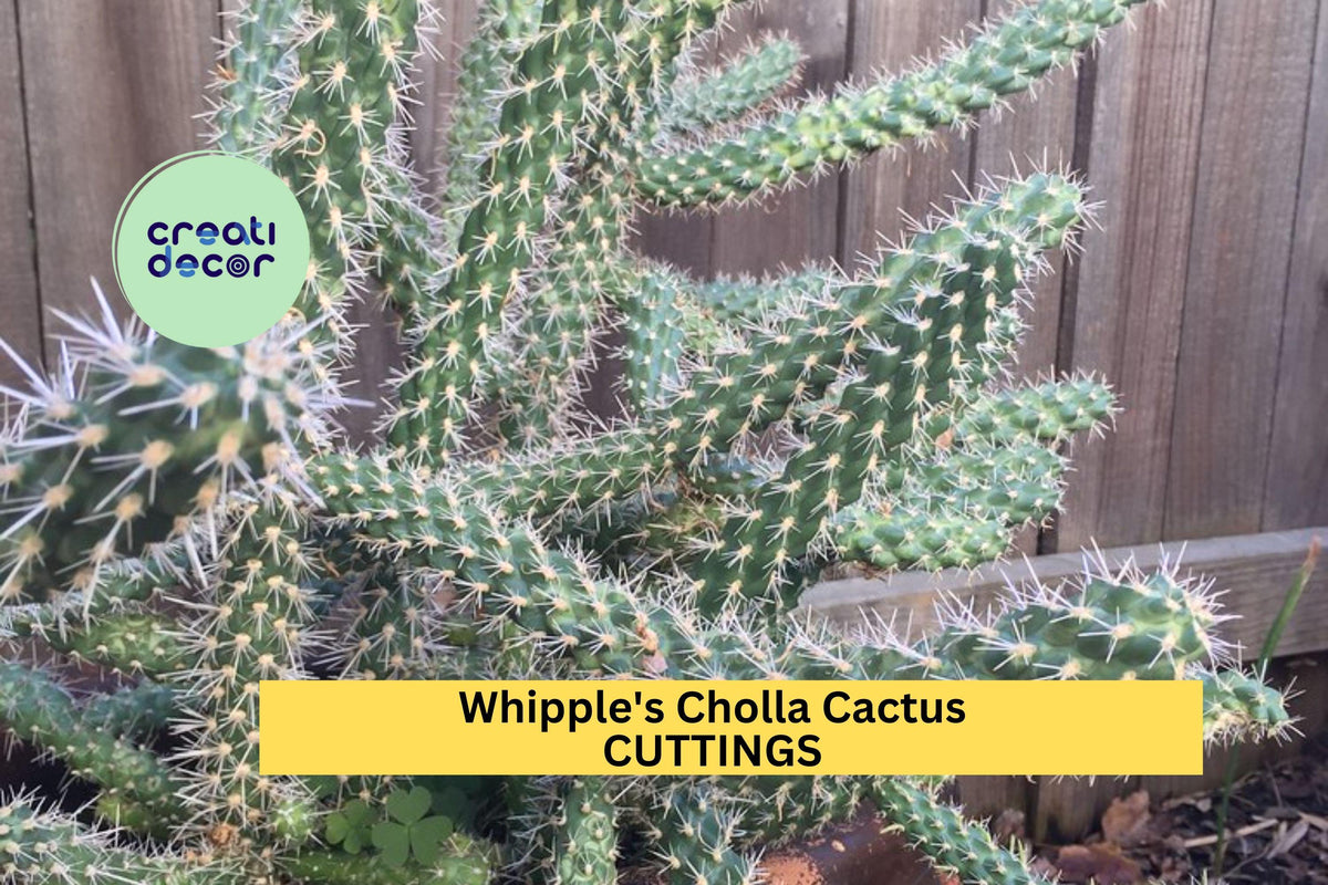 Whipple’s Cholla Cactus Cuttings (5) | Cylindropuntia whipplei | Drought-Tolerant Desert Shrub for Xeriscaping
