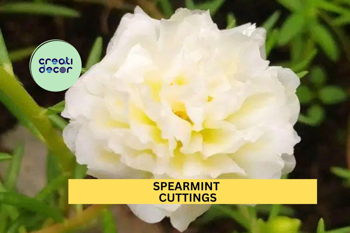 8 Spearmint Portulaca grandiflora Cuttings, Drought-Tolerant Flowering Succulent, Moss Rose, Unrooted, Sunny Garden Plant