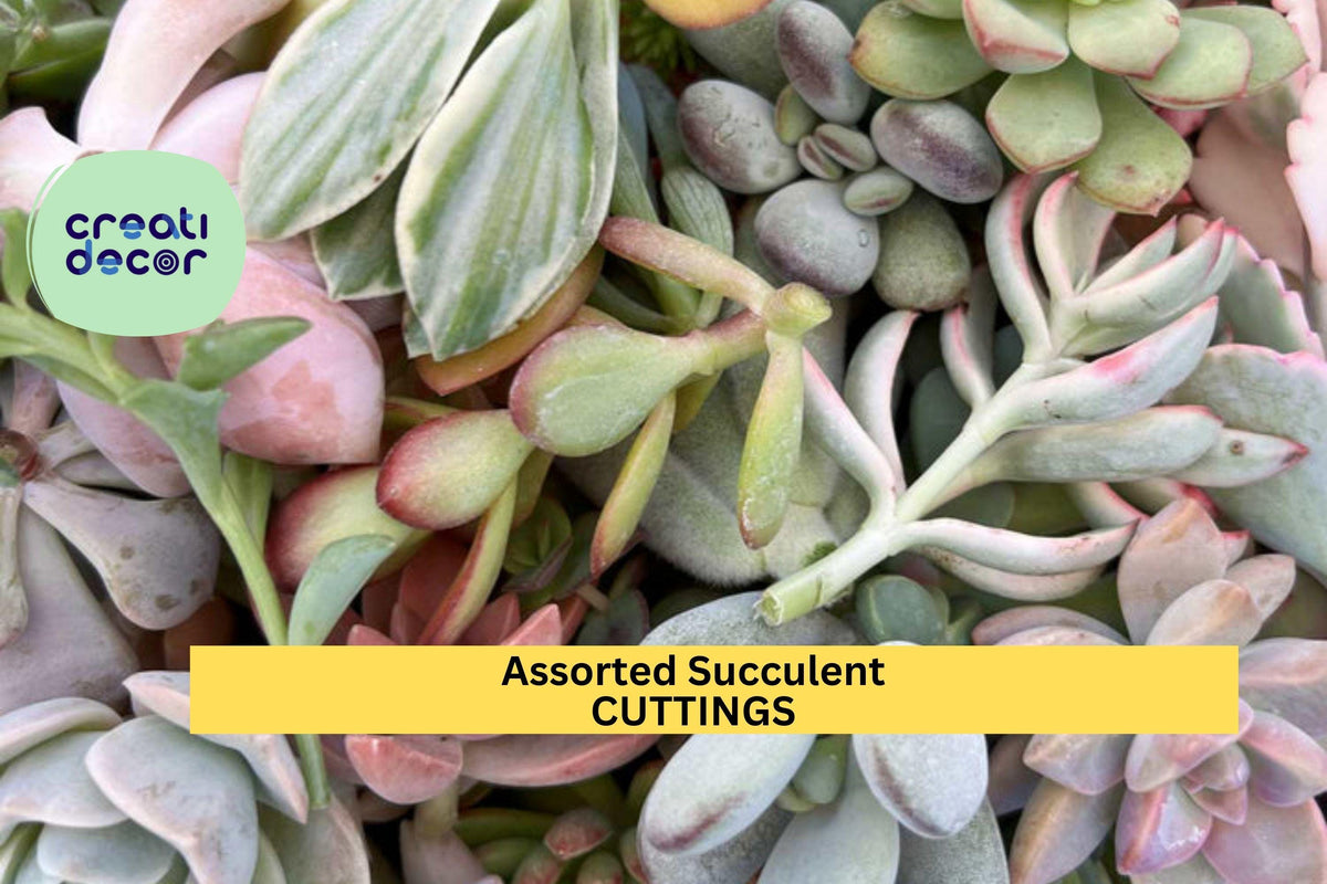 Assorted Succulent Cuttings Pack – 20+ Varieties, Unrooted, Indoor & Outdoor Propagation, Echeveria, Sedum, Kalanchoe, DIY Garden