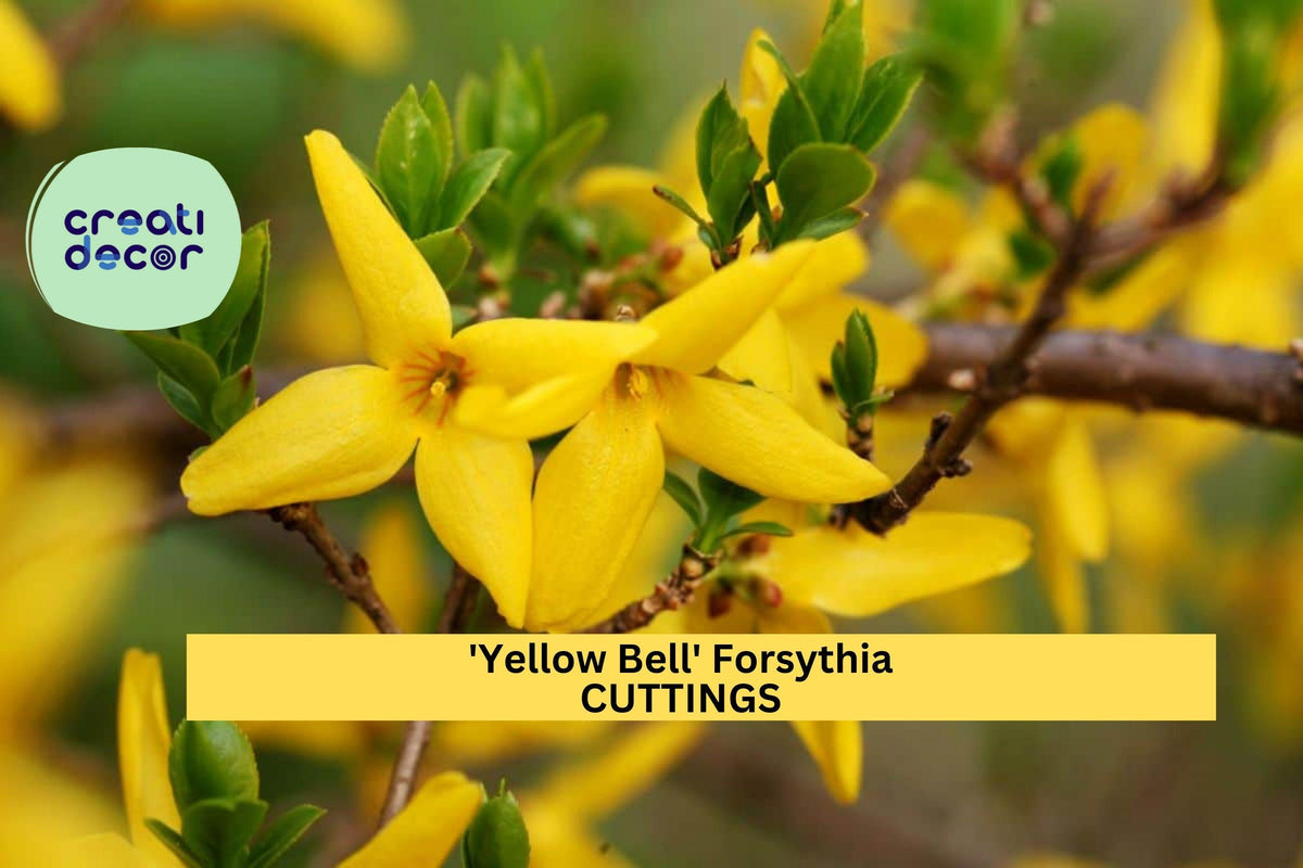 15 Forsythia ‘Yellow Bell’ Cuttings – Hardy Ornamental Shrub for Spring Blooms, Privacy Screens & Garden Borders – Forsythia x intermedia