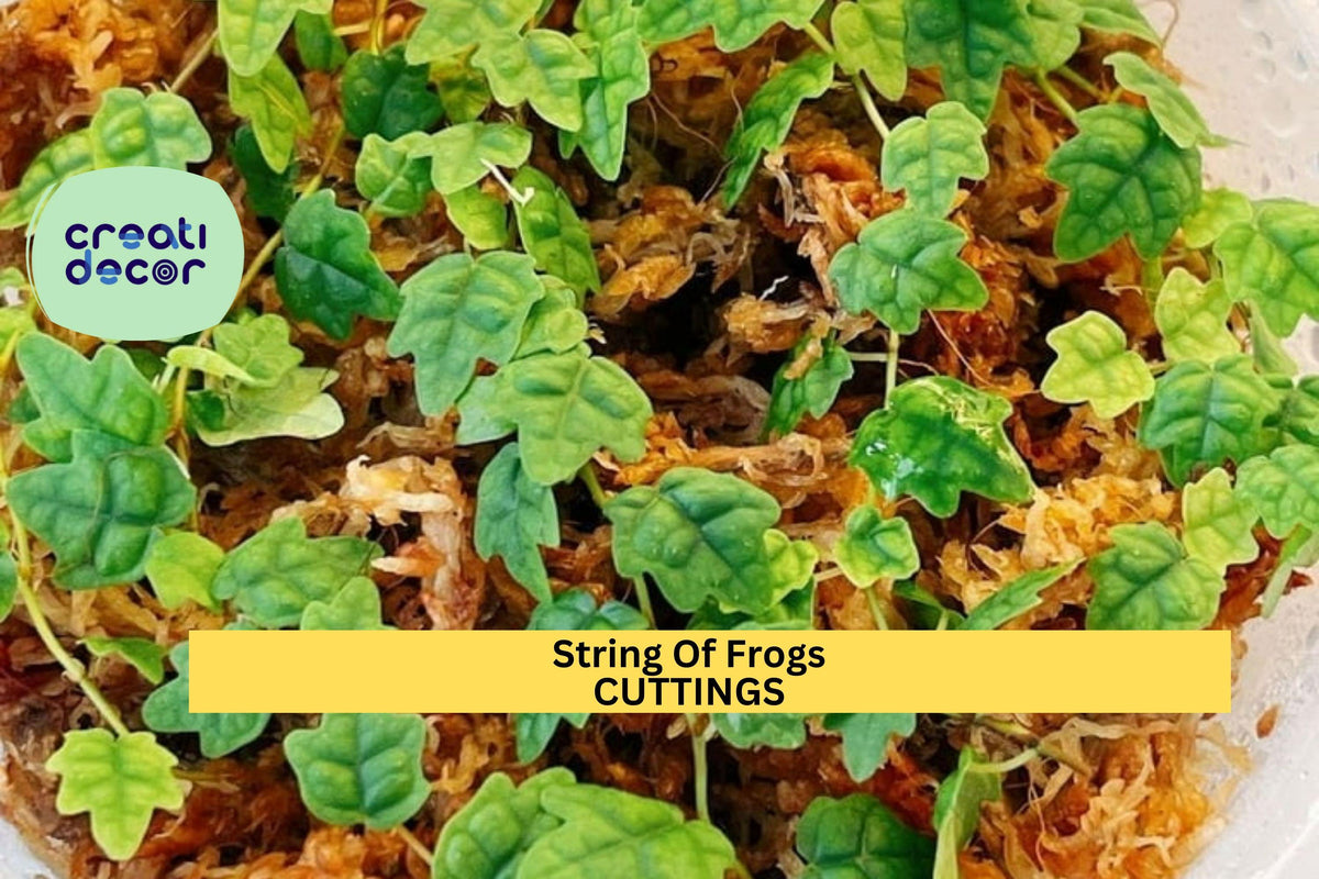 String of Frogs Cutting in Moss Propagation Cup – Trailing Houseplant, Rare Dischidia/Ficus Quercifolia, Green Foliage