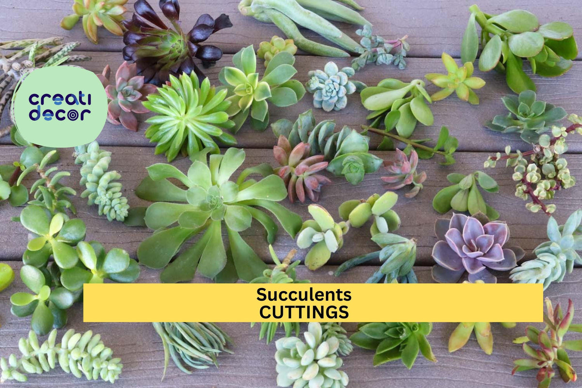 Assorted Succulent Cuttings – Unrooted Mixed Varieties for Pots, Terrariums, Crafts | Echeveria, Sedum, Crassula