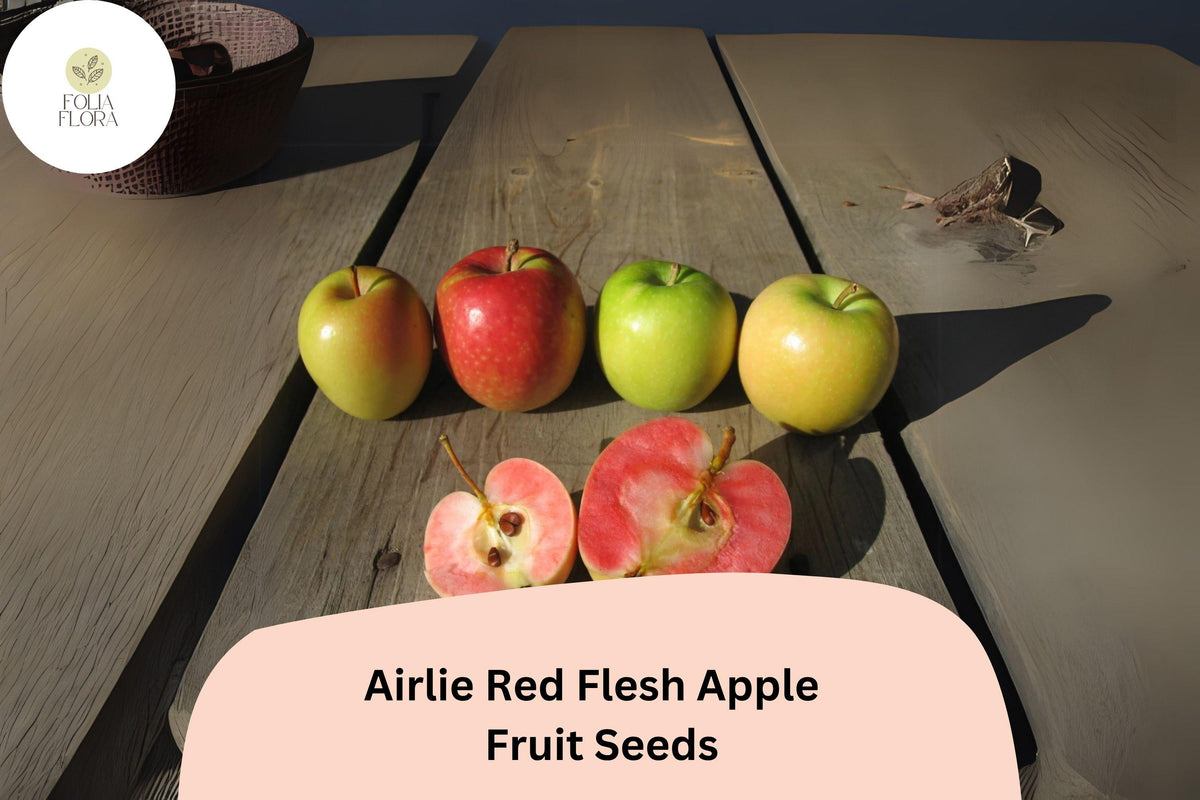 Airlie Red Flesh Apple Seeds – Heirloom Malus domestica, Pink to Red Flesh, Unique Fruit, Edible Landscape, 25+ Seeds