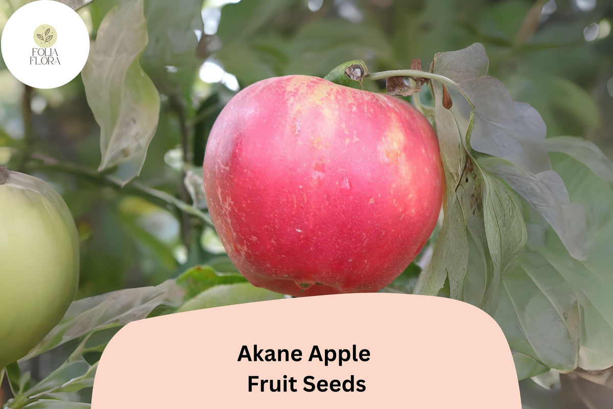 Akane Apple Seeds – Heirloom Malus domestica for Fresh Eating, Baking & Cider, Bright Red Skin, Juicy White Flesh, 25+ Seeds