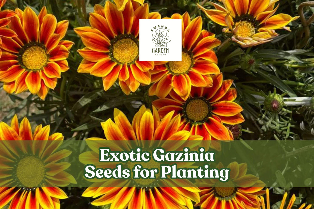 Exotic Gazania Seeds – Drought-Tolerant Treasure Flowers in Mixed Colors – Gazania rigens Annual for Gardens & Containers