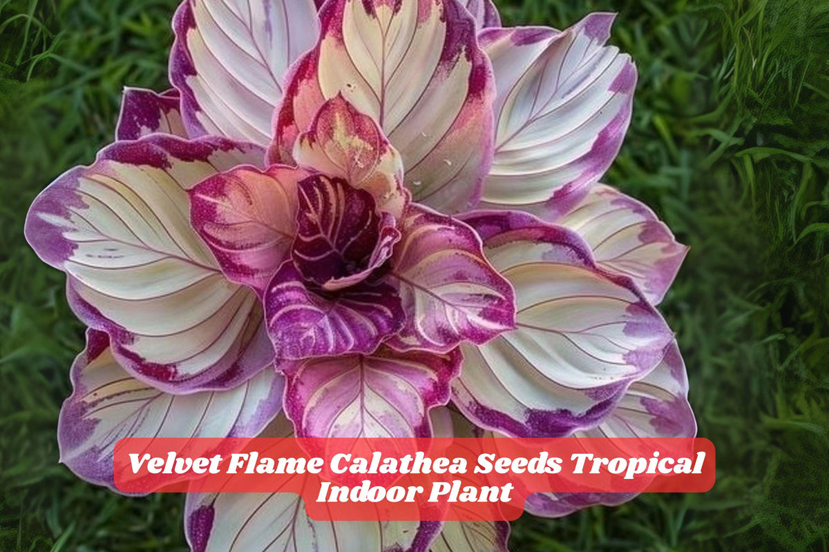 Velvet Flame Calathea Seeds – Rare Tropical Houseplant, Indoor Foliage, Calathea sp., Vibrant Velvety Leaves, USA Grown, 25+ Seeds