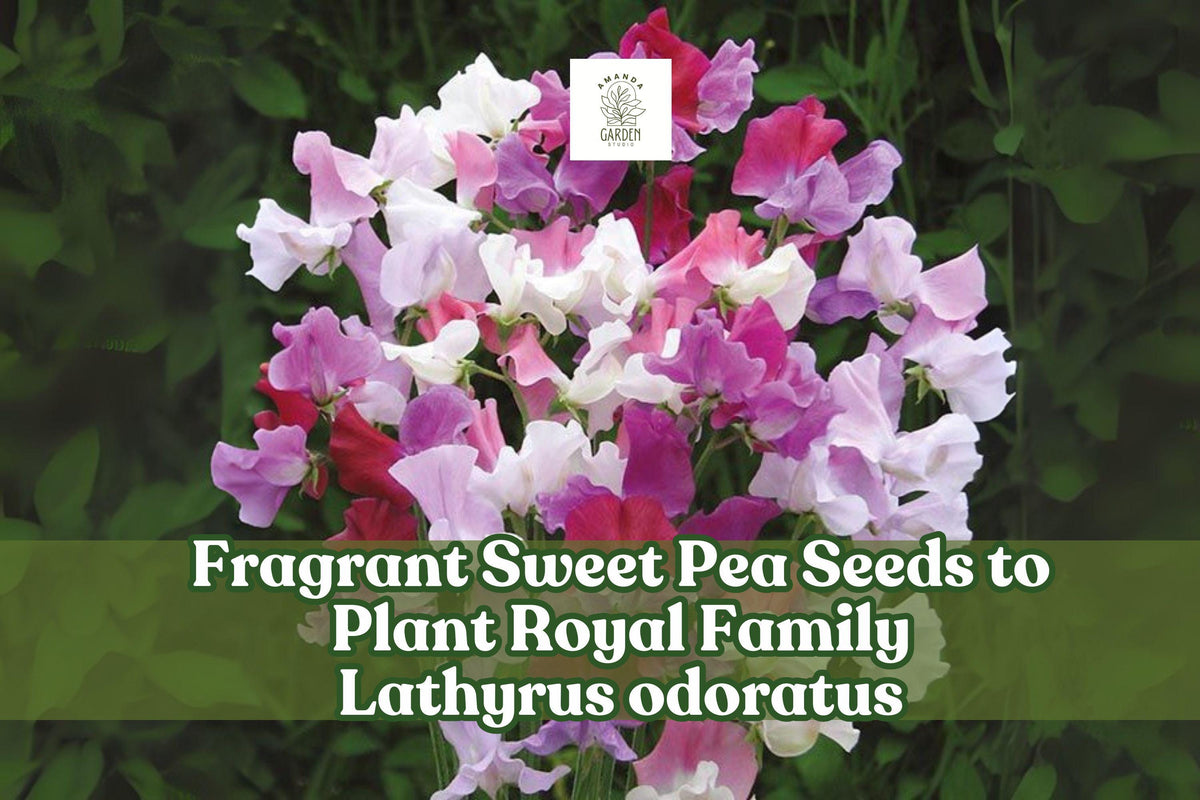 100 Fragrant Sweet Pea Seeds – Royal Family Mix, Lathyrus odoratus, Climbing Garden Flowers for Trellises & Bouquets