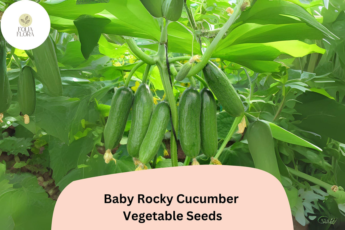 Baby Rocky Cucumber Seeds – Mini Crisp Vegetable, Compact Dwarf, Cucumis sativus, Perfect for Small Gardens & Containers