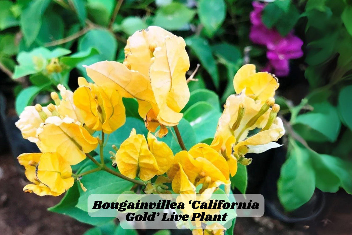 California Gold Bougainvillea Starter Plant 6-8 Inches, Golden-Yellow Bracts, Live Rooted Plant for Garden or Container