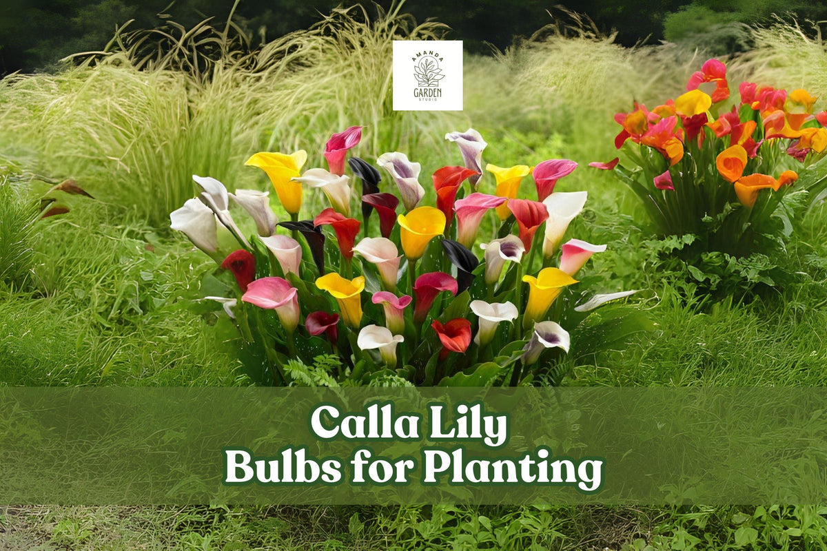 Mixed Color Calla Lily Bulbs Set of 3 – Summer Flowering Zantedeschia spp. for Garden & Cut Flowers