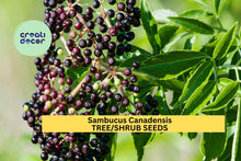 American Elderberry Seeds (Sambucus canadensis) Native Shrub for Wildlife Gardens, Hedgerows & Landscaping