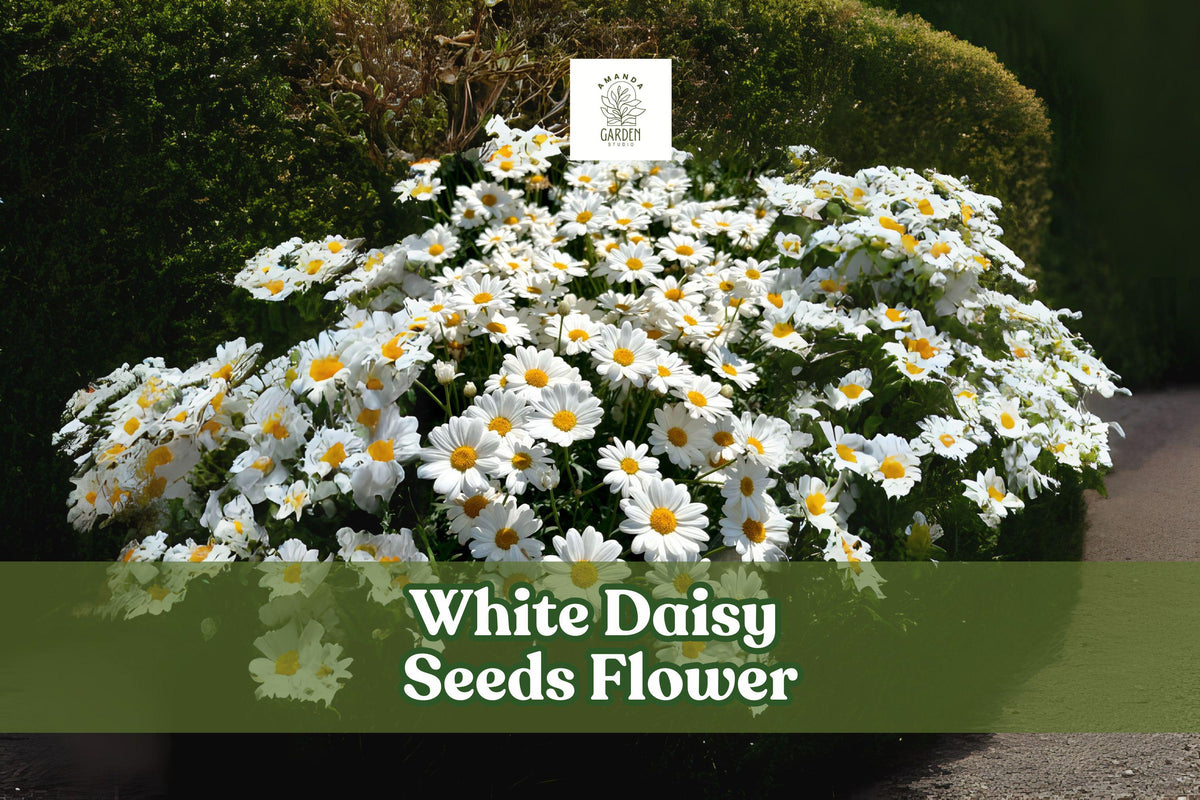 White Daisy Seeds – Shasta Daisy (Leucanthemum × superbum) – Perennial Flower Seeds for Borders, Cut Flowers, and Pollinator Gardens