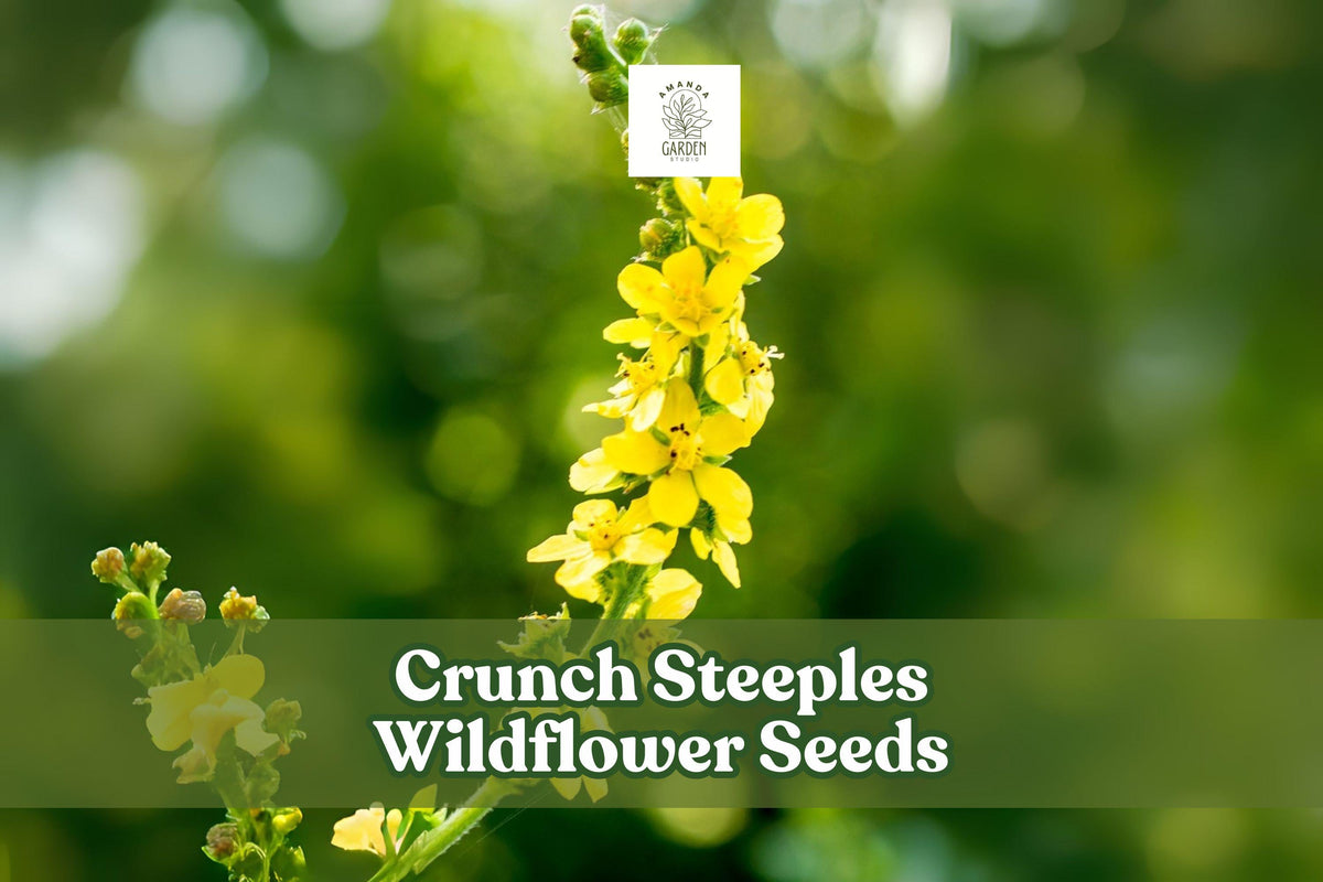 Wildflower Seeds – Agrimonia eupatoria – Hardy Perennial for Meadows & Wildlife Gardens – Yellow Blooms