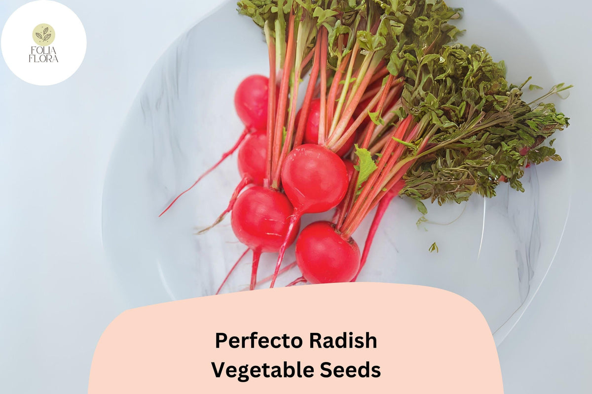 500+ Perfecto Radish Seeds | Round Red Root Vegetable for Spring & Fall Gardens | Raphanus sativus