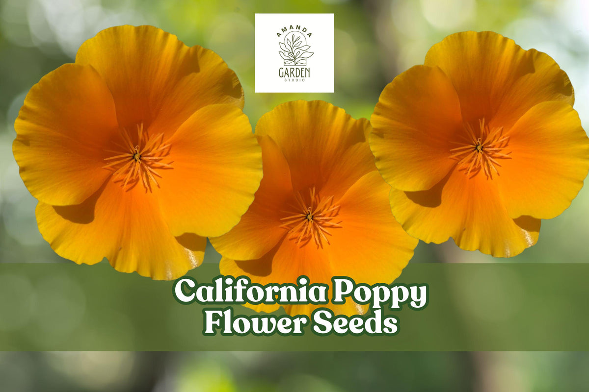 California Poppy Seeds – 5,000 Bulk Orange Wildflower Seeds for Pollinator Gardens – Drought-Tolerant Annual Eschscholzia californica