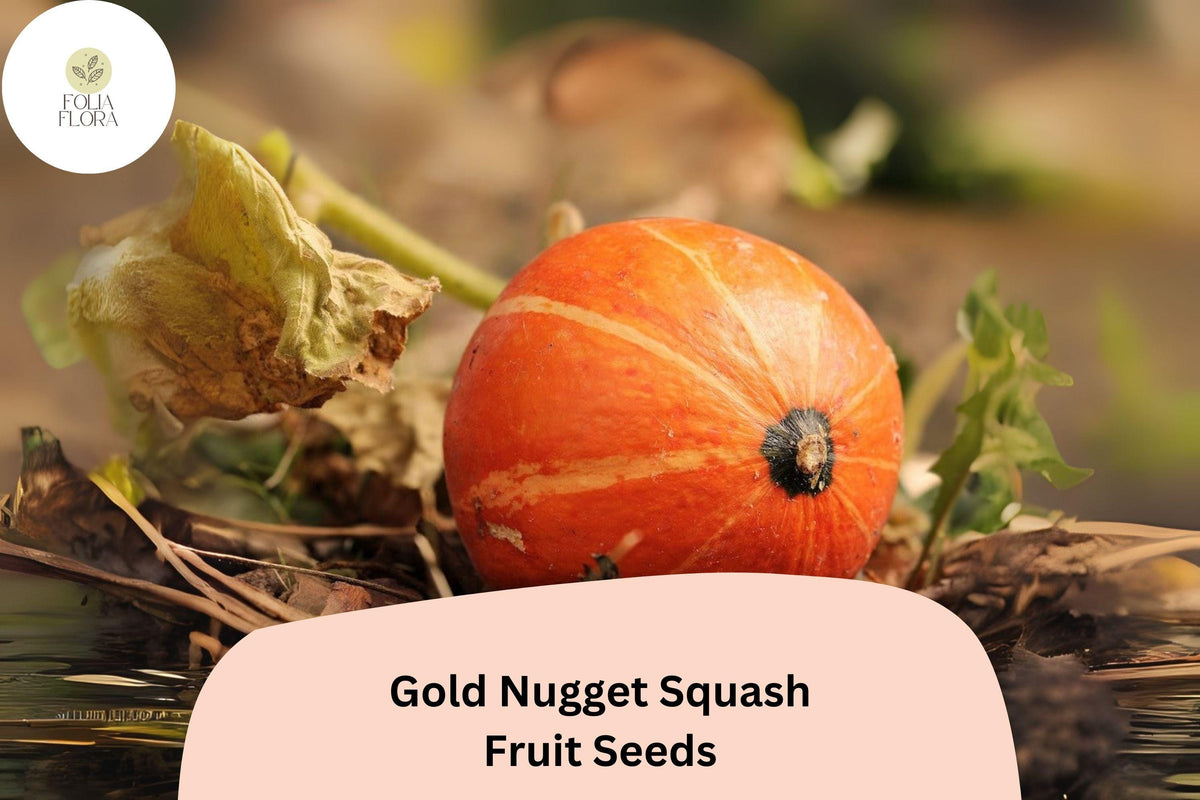 Gold Nugget Squash Seeds 25+ | Heirloom Winter Cucurbita maxima Compact Bushy Orange Fruits