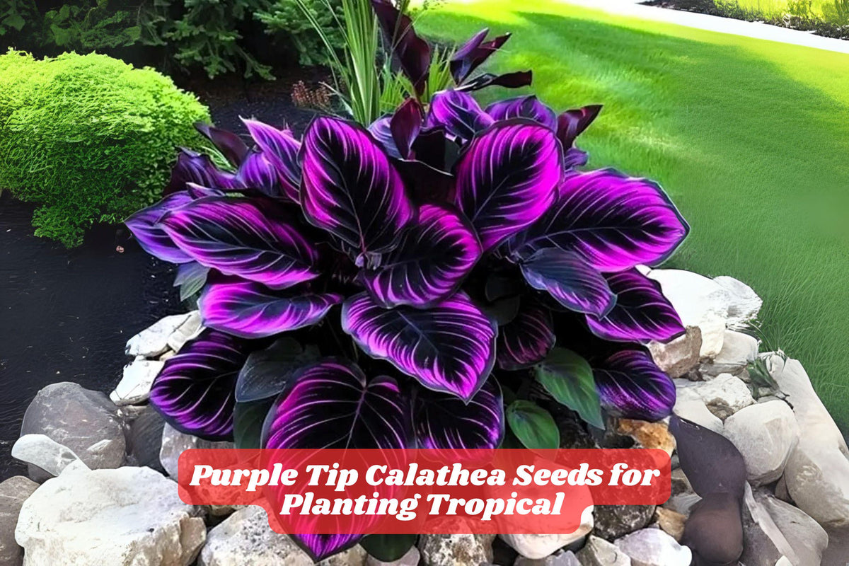 Purple Tip Calathea Seeds – Tropical Indoor Foliage Plant, Vibrant Patterned Leaves, Calathea sp., Easy to Grow, USA Seller