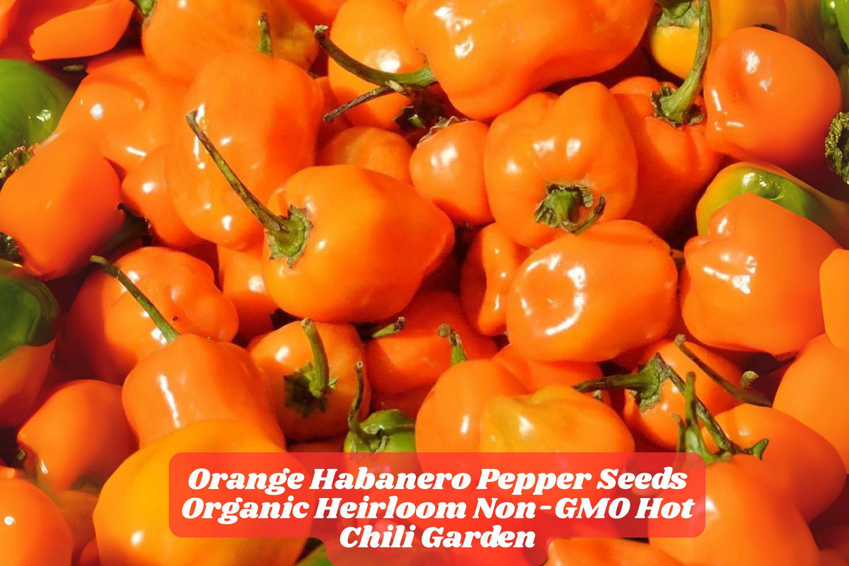 Organic Orange Habanero Pepper Seeds | Heirloom Chili Seeds for Spicy Garden, Non-GMO, Full Sun, 100 Pack