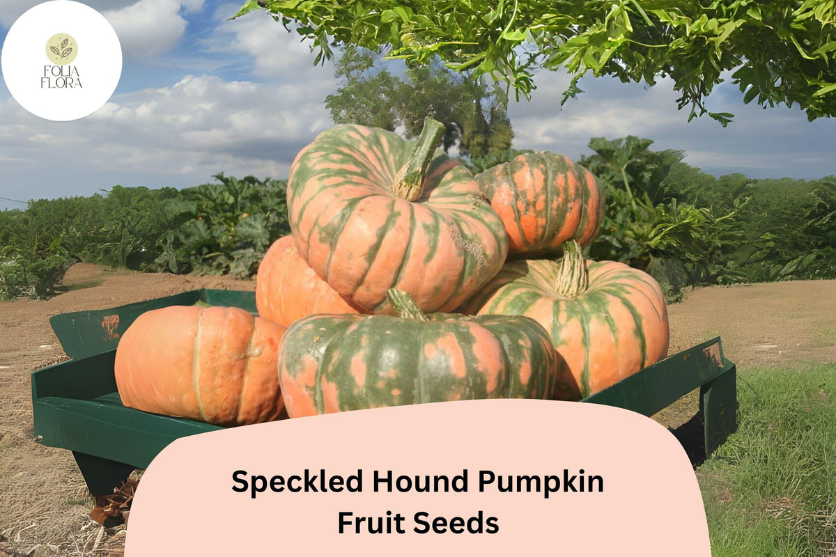 Speckled Hound Pumpkin Seeds | Rare Heirloom Cucurbita maxima with Orange & Green Mottled Skin