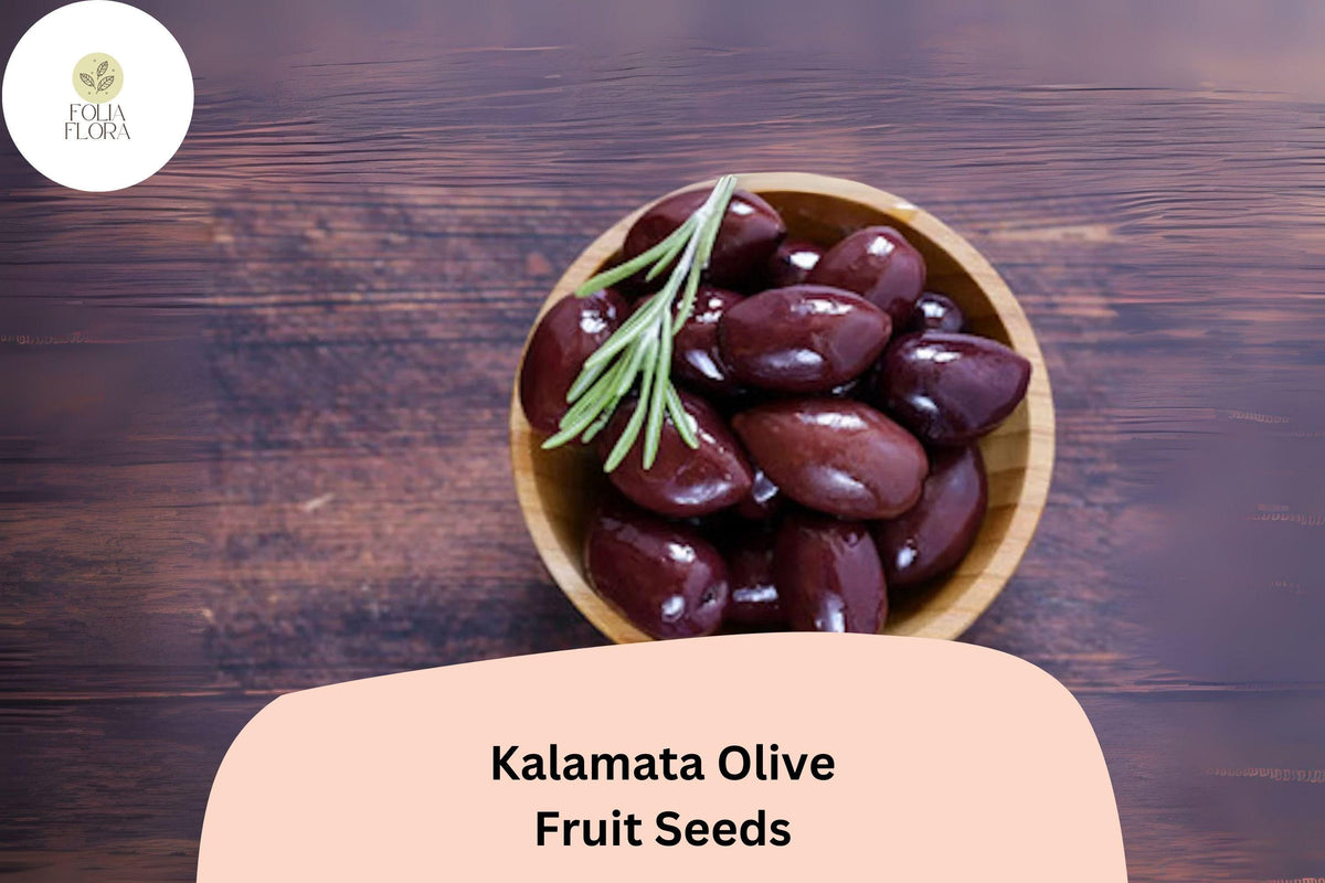 Kalamata Olive Seeds, Olea europaea Greek Variety, Black Fruit, Drought-Tolerant Evergreen Tree, Mediterranean Garden Plant