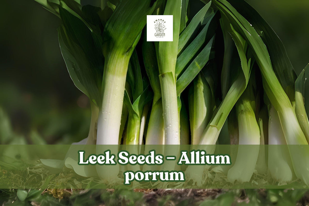 50+ Leek Seeds Allium porrum – Mild Onion Flavor for Soups, Salads & Garnish | Easy to Grow Vegetable Seed