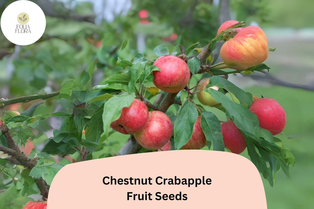 Chestnut Crabapple Tree Seeds | Malus ‘Chestnut Crab’ Pink Blossoms & Red Fruits | Ornamental Deciduous Tree for Gardens & Landscaping