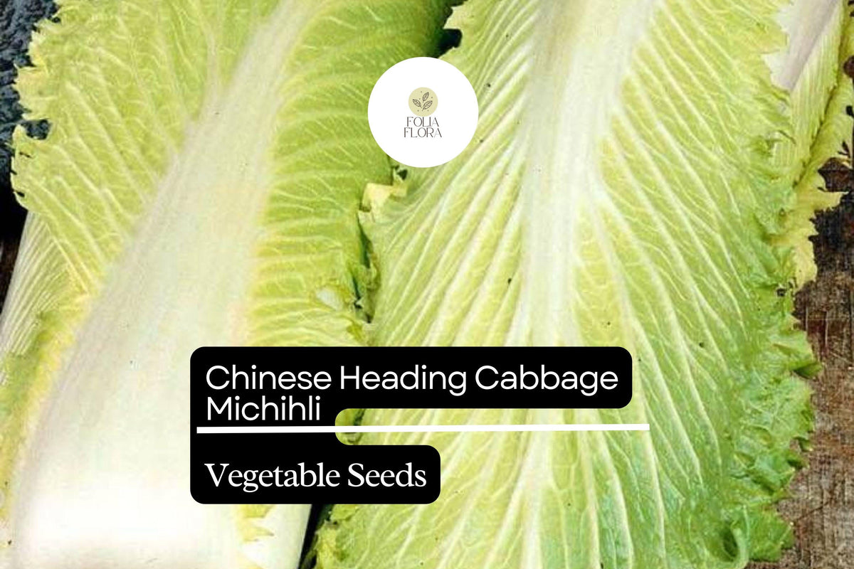 500+ Michihili Cabbage Seeds | Chinese Heirloom Brassica rapa var. pekinensis | Oblong Leafy Green Vegetable for Garden Planting