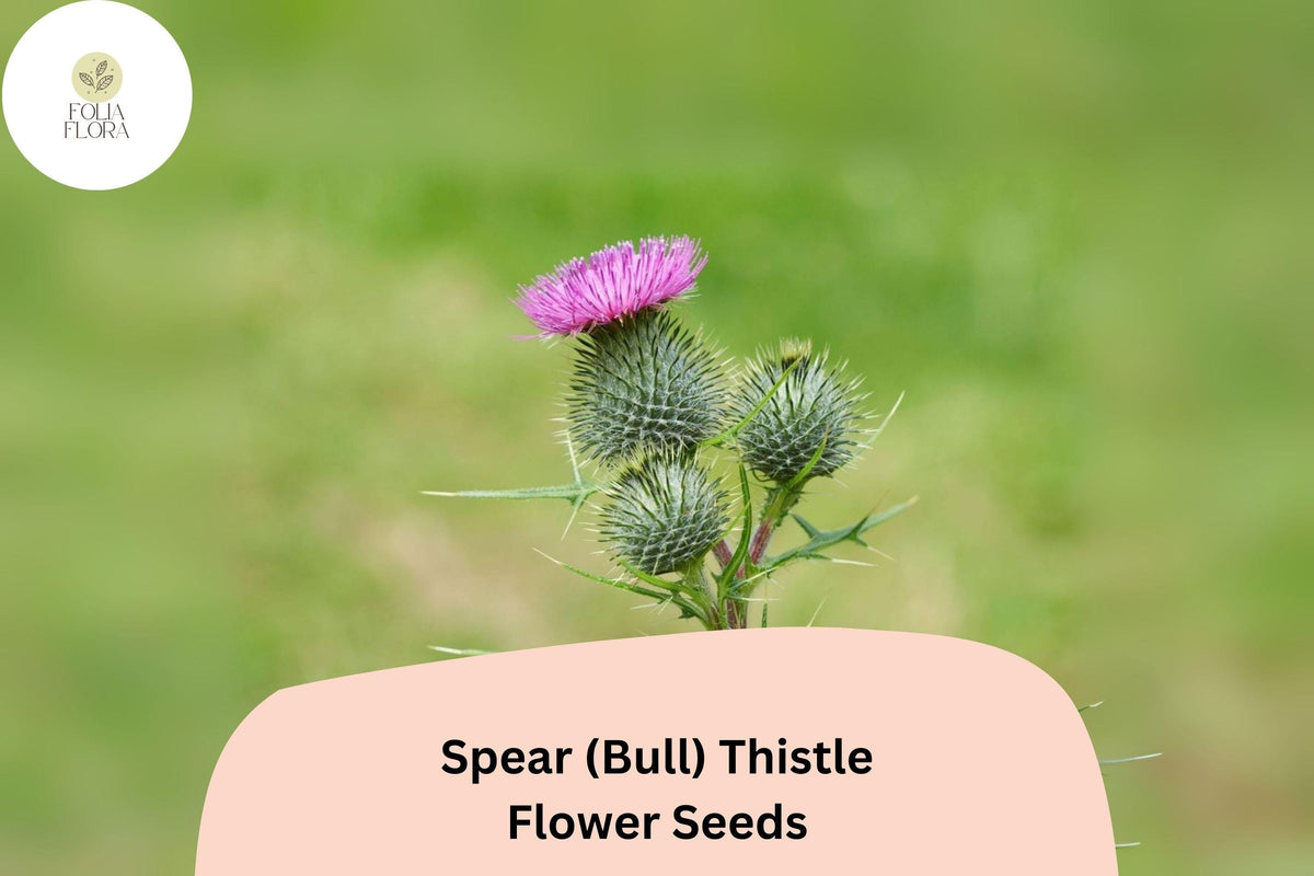 200+ Spear Thistle Seeds, Ornamental Biennial Plant, Purple Flowers, Cirsium vulgare, Pollinator-Friendly Garden Seeds