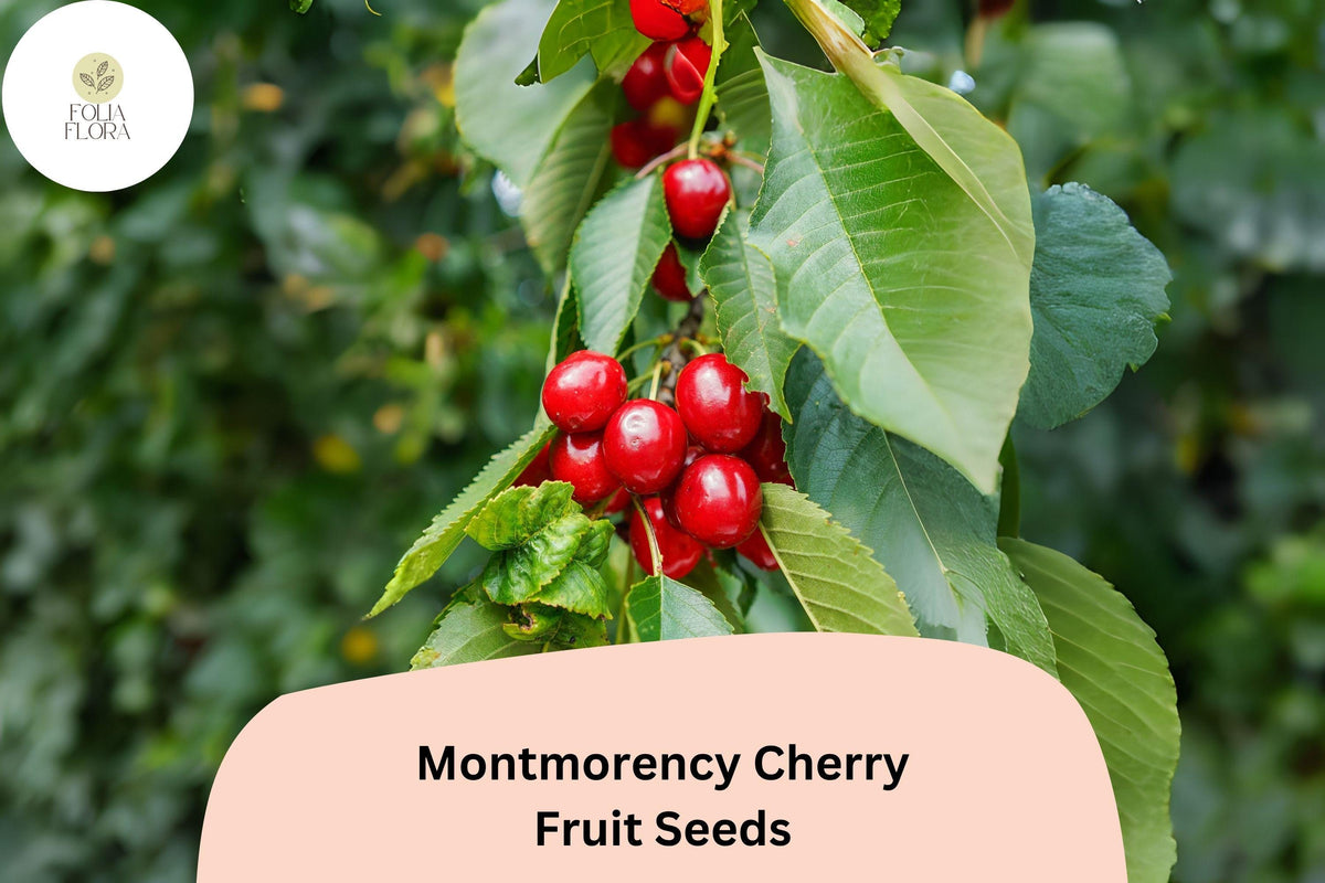 Montmorency Cherry Tree Seeds | Tart Red Fruit | Prunus cerasus ‘Montmorency’ | Home Orchard Planting