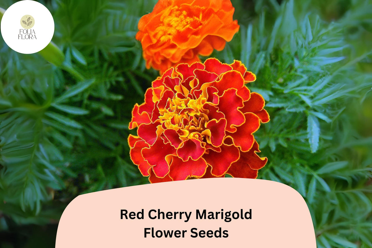 Red Cherry Marigold Seeds | Tagetes Patula, Bright Red Blooms, Compact Annual Flower for Gardens & Containers