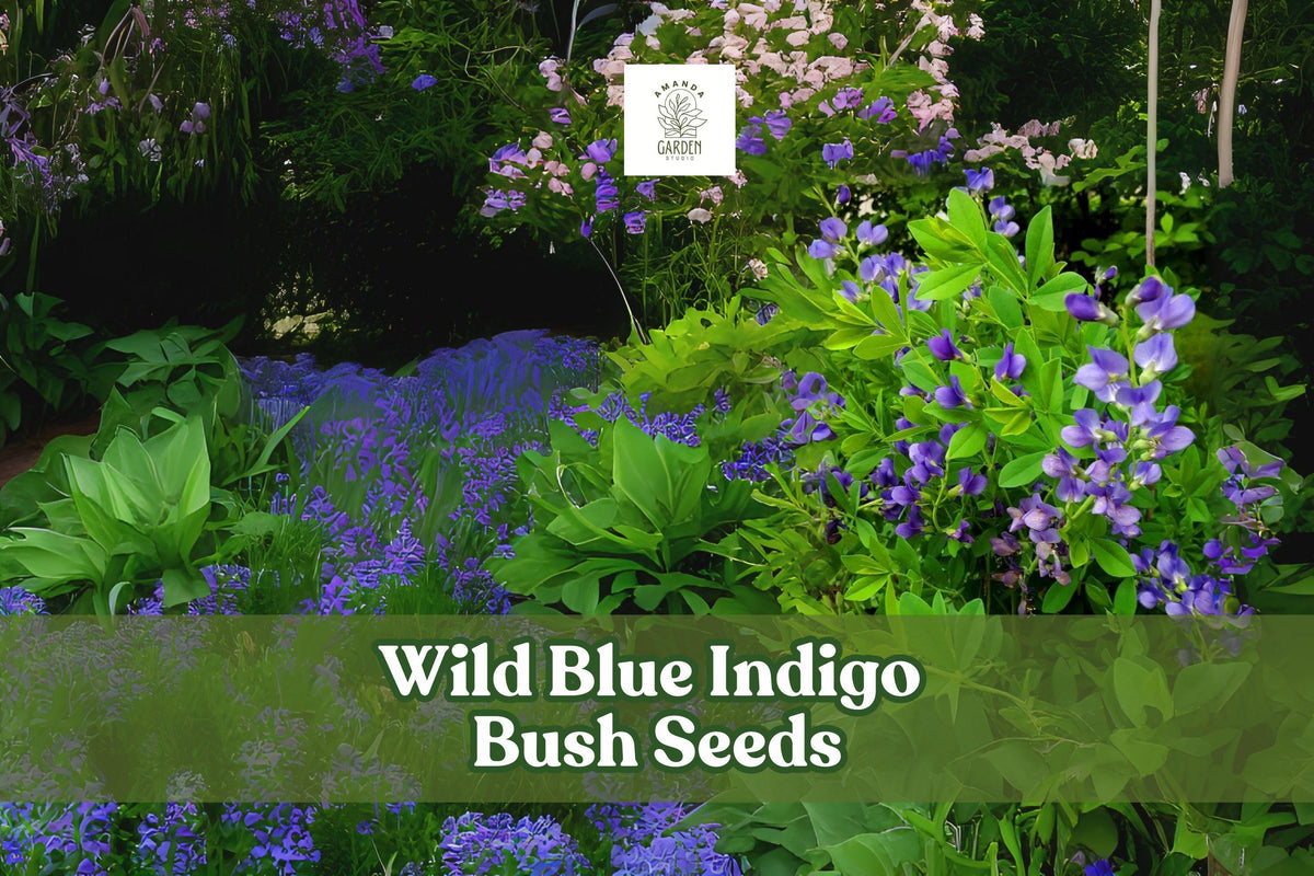 Wild Blue Indigo Seeds – Baptisia australis – Native Perennial Flowering Shrub for Pollinator Gardens