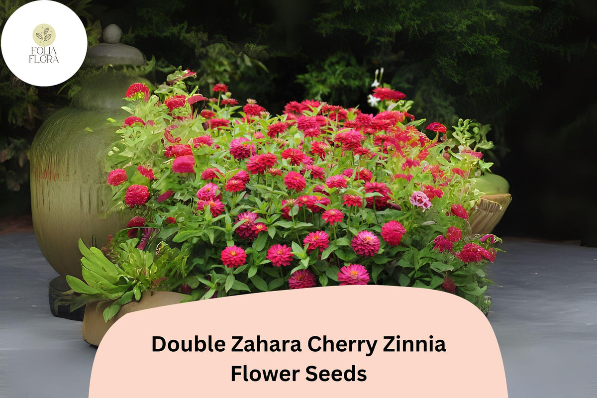 Double Zahara Cherry Zinnia Seeds – Vibrant Cherry-Red Double Flowers, Heat & Drought Tolerant Annual for Borders & Cut Flowers