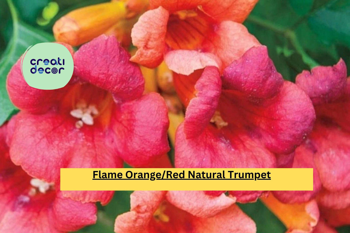 Trumpet Vine Live Bare Root Plant – Flame Orange Red Blooms, Perennial Climbing Vine, Campsis radicans