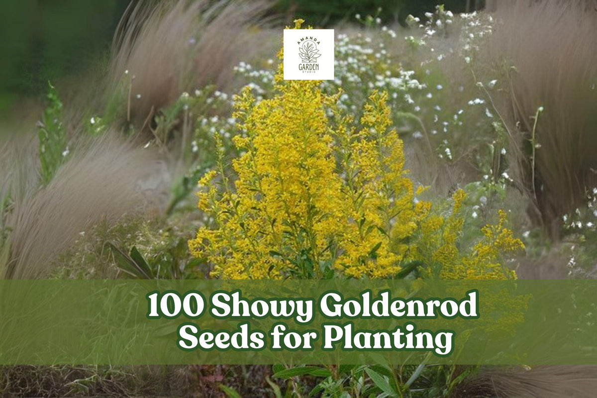 Showy Goldenrod Seeds – Native Perennial Wildflower, Bright Yellow, Solidago speciosa, Pollinator-Friendly, Drought-Tolerant