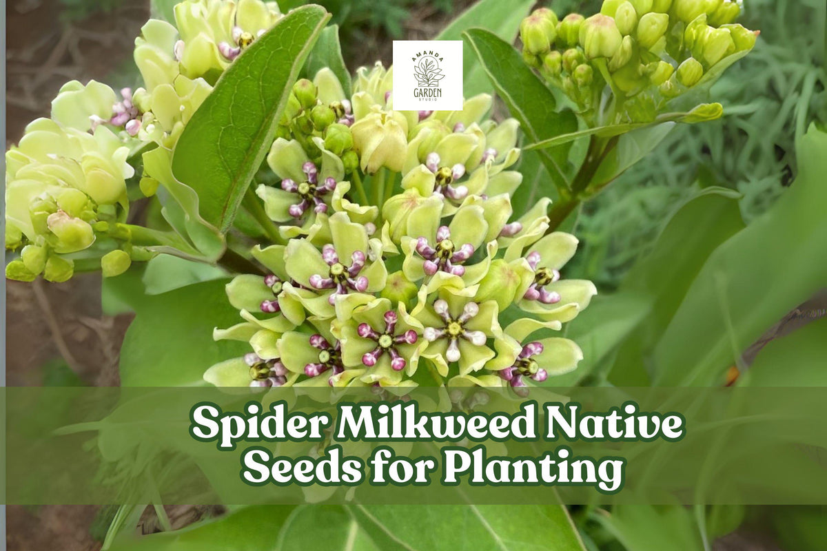 Spider Milkweed Seeds – Native Wildflower, Pollinator-Friendly, Drought-Tolerant Perennial, Asclepias viridis, Supports Butterflies & Bees
