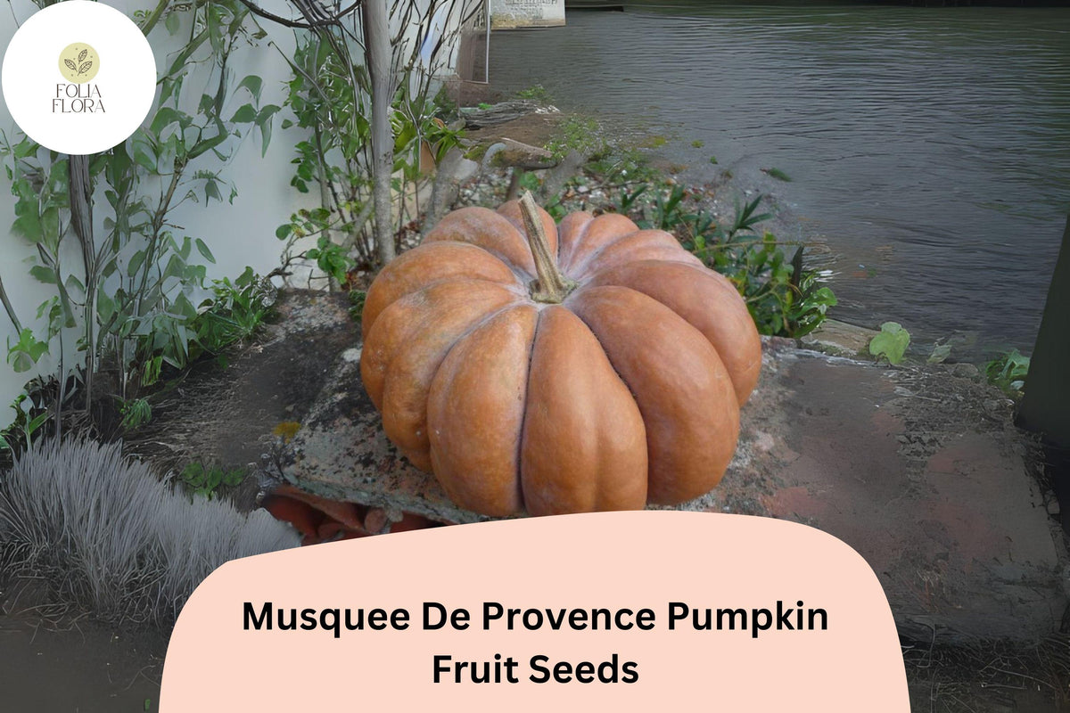 Musquée de Provence Pumpkin Seeds, French Heirloom Cucurbita moschata, Winter Squash, Orange Flesh, Vining, 25+ Seeds