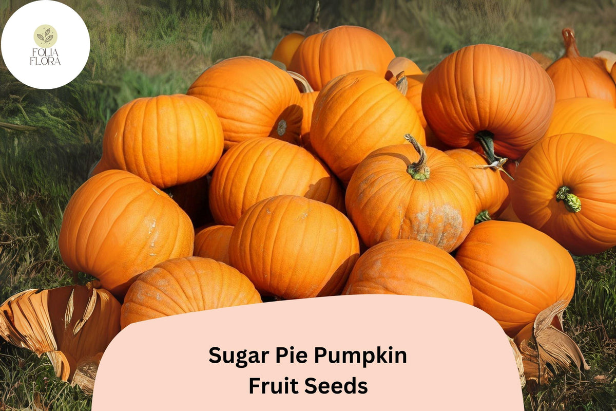Sugar Pie Pumpkin Seeds | Heirloom Cucurbita pepo for Baking & Pies, Sweet Flesh, 25+ Seeds