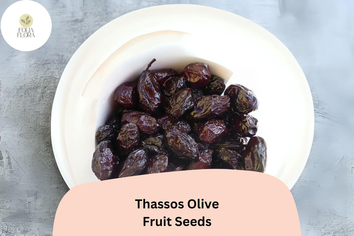 Thassos Olive Seeds | Greek Heirloom Olea europaea for Bonsai & Garden | Mediterranean Evergreen Tree